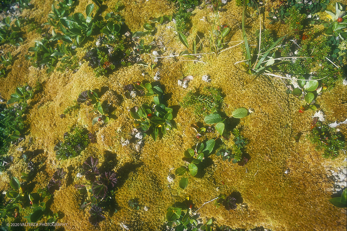 32 SIBERIA.jpg - Luglio/Agosto 1992. Siberia, terra dei Chukchi. Nell'oceano artico  125 Km a nord-est della penisola dei Chukchi (Siberia) c'Ã¨  l'isola di Wrangel, essa ospita piÃ¹ del doppio di specie vegetali (417) di qualsiasi territorio artico a paritÃ  di superficie nonchÃ¨ 30 specie diverse di uccelli oltre ad orsi polari, foche e trichechi ; per questo motivo   Ã¨ stata proclamata patrimonio dell'umanitÃ  dall'UNESCO. Nella foto la vegetazione in miniatura della tundra.